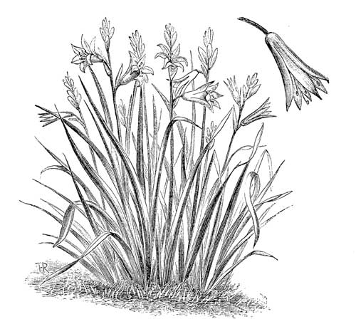 Fig. 13.