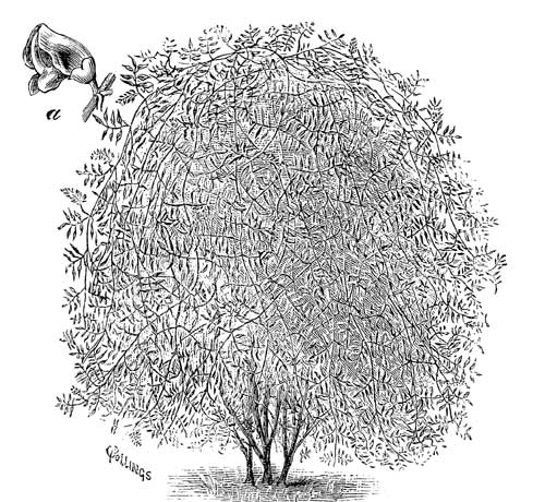 Fig. 14.