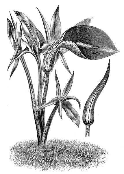 Fig. 17.