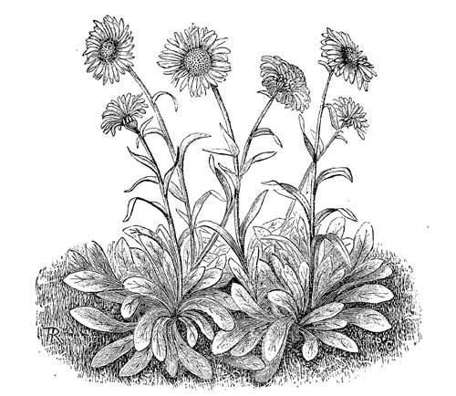 Fig. 18.