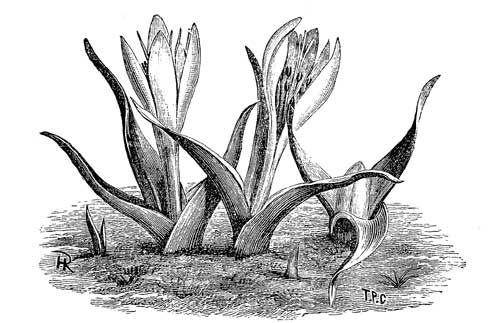 Fig. 21.