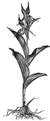 Fig. 32.