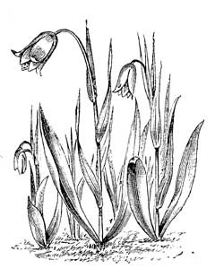 Fig. 39.