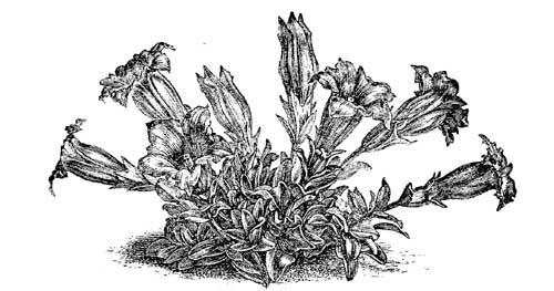 Fig. 43.