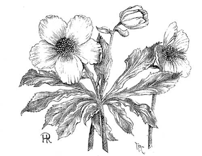 Fig. 49.