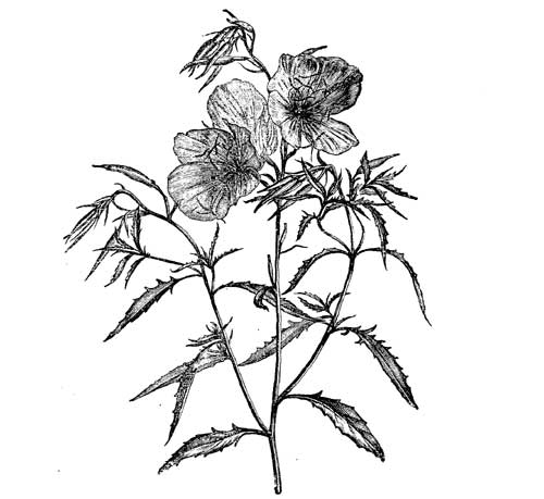 Fig. 66.