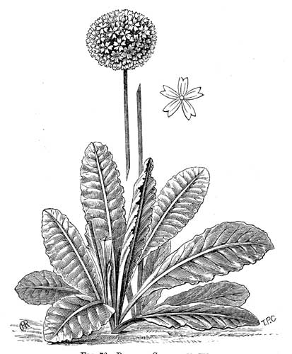 Fig. 76.