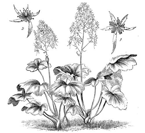 Fig. 86.