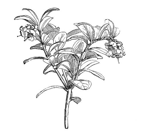 Fig. 108.