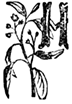 H H