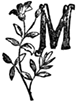 M M