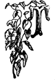 T T