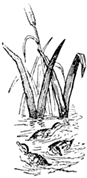 W W