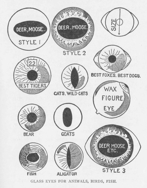 GLASS EYES FOR ANIMALS, BIRDS, FISH.