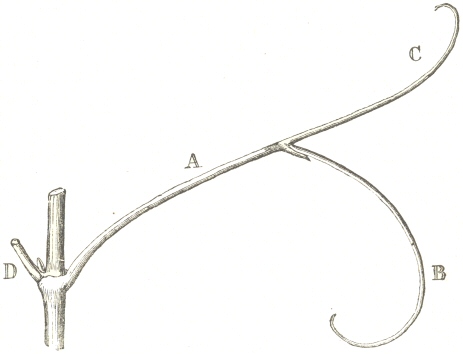 Fig. 9.  Tendril of the Vine.  A.  Peduncle of tendril.  B. Longer Branch, with a scale at its base.  C.  Shorter branch.  D.  Petiole of the opposite leaf