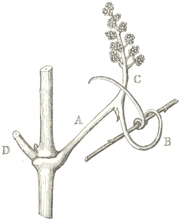 Fig. 10.  Flower-stalk of the Vine.  A.  Common Peduncle.  B. Flower-tendril.  C.  Sub-Peduncle, bearing the flower-buds.  D. Petiole of the opposite leaf