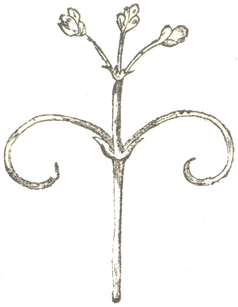 Fig. 12.  Cardiospermum halicacabum.  Upper part of the flower-peduncle with its two tendrils