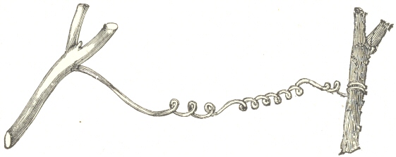 Fig. 13.  A caught tendril of Bryonia dioica, spirally contracted in reserved directions