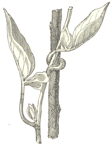 Fig. 3.  Solanum jasminoides, with one of its petioles clasping a stick