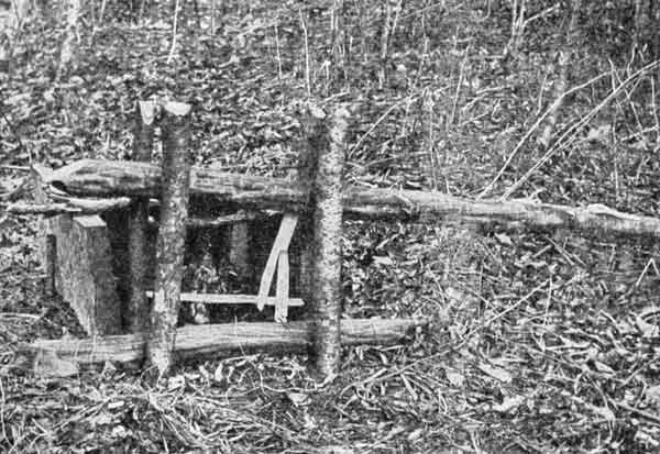 A GOOD DEADFALL.