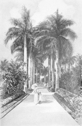 COLON PARK  Colon Park, one of the most beautiful pleasure grounds of the Cuban capital, is also known as the Campo de Marte, and is at the southern end of the famous Prado. It is noted for its marvellous avenues of royal palms. From it the Call de la Reina, once one of the most fashionable streets of the city but now given up to business, runs westward toward the Botanical Gardens.